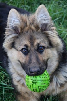 friendly, happy young  shepherd closeup on the green grass with ball. photo