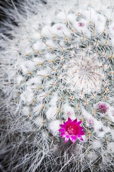 Macro of Pink cactus flower is bloom in the botanic garden