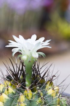 Cactus Flower white background blur.