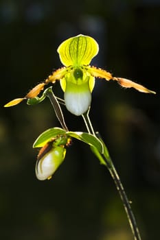 Paphiopedilum orchids in the middle of nature.