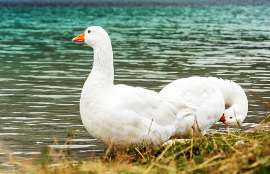 Greylag geese, wild geese on the lake in the winter