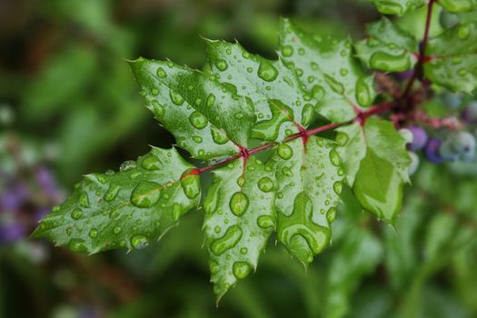 Leaves