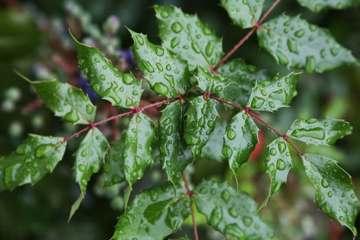 Leaves