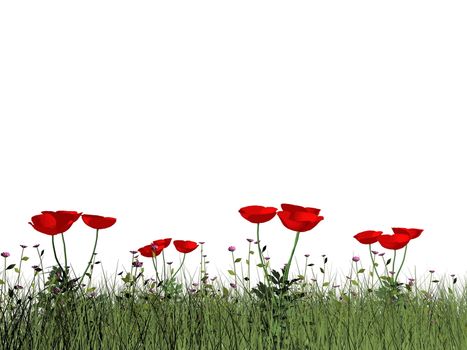 Poppies isolated in white background - 3D render