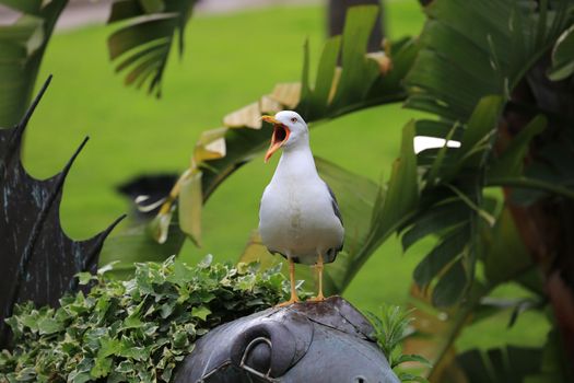 Seagull Bird with Open Beak. Green Nature Background