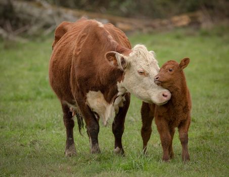 Momma Cow and Calf Sharing a Nuzzle