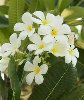 Beautiful of white Plumeria are blossom on the tree in the evening.