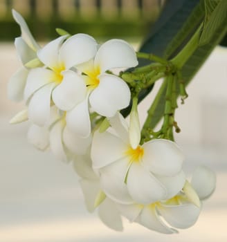 Bouquet of colorful plumeria flower is blooming on tree in garden.