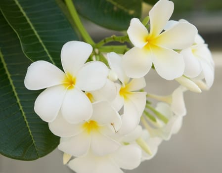 Beautiful white Frangipani cluster are blooming on the tree in garden.