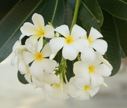 Fragrant blossoms of white frangipani flowers on tree in the evening.