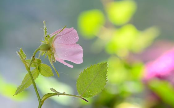 Close-up of a dog rose, Rosa canina