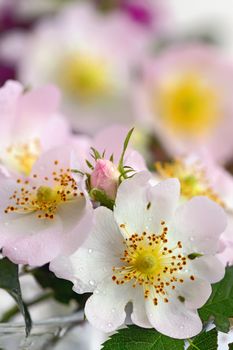 Close-up of a dog rose, Rosa canina
