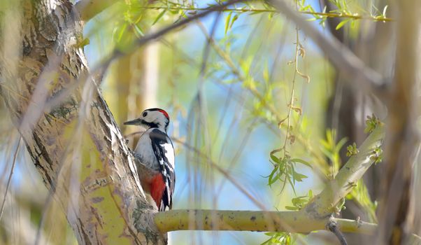 Great spotted Woodpecker perched on a birch branch 