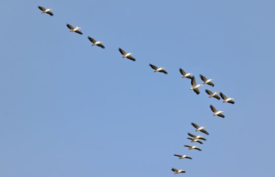 Pelicans flying against the blue sky