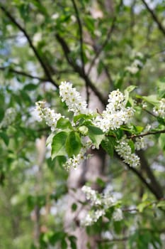 Closeup of tree twig with green leaves and white flowers