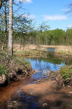 Spring landscape with stream flowing across forest