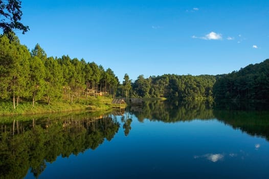 pang ung , reflection of pine tree in a lake , meahongson , Thailand