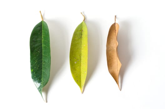 green leaves and dry leaves on white background, durian leaves