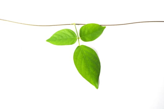 green vine plant close up on white background