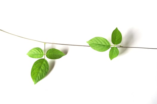 green vine plant close up on white background