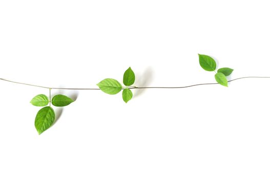 green vine plant close up on white background