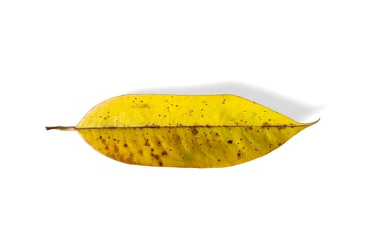 yellow leaves on white background, lansium parasiticum leaves