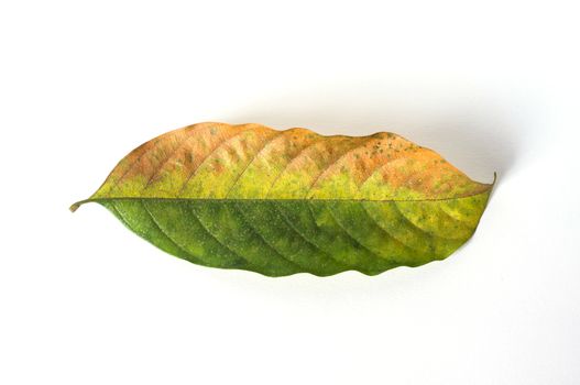 dry leaves on white background, lansium parasiticum leaves