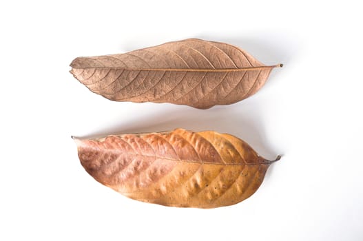 dry leaves on white background, lansium parasiticum leaves