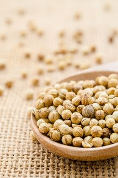 Coriander in wooden spoon closeup on sack background.