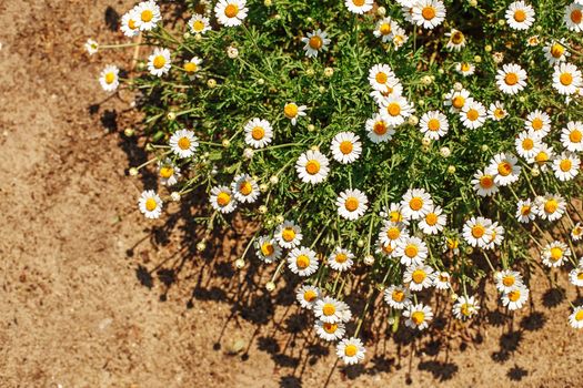 chamomile blossoms pharmacy summer