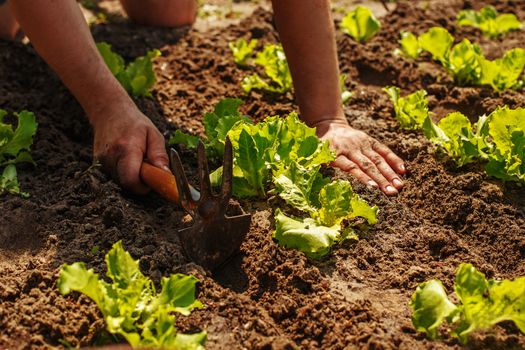 farmer takes care of lettuce seedlings