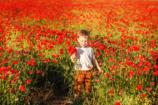 Cute little boy with poppy flower on poppy field on hot summer evening