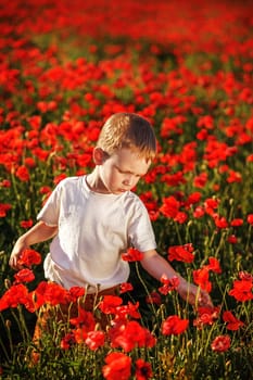 Cute little boy with poppy flower on poppy field on hot summer day