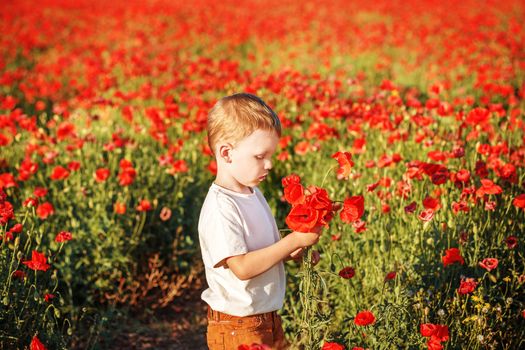 Cute little boy with poppy flower on poppy field on hot summer evening