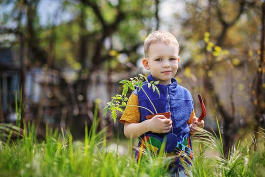 Handsome little blond boy planting and gardening tomato seedlings in garden or farm in spring day