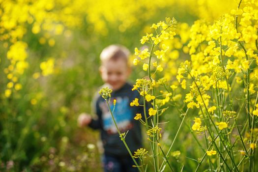 Little happy boy running in a field of blooming yellow colza