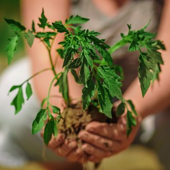 Seedling tomatoes in the hands of women farmers