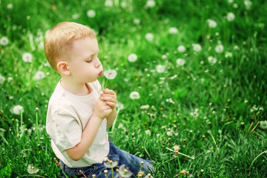 Adorable blonde little boy blowing on a dandelion on a green spring meadow