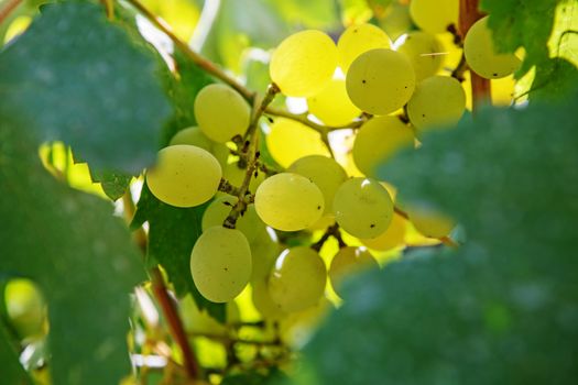 Large bunch of white wine grapes hang from a vine. Ripe grapes with green leaves. Wine concept.