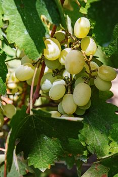 Large bunch of white wine grapes hang from a vine. Ripe grapes with green leaves. Wine concept.