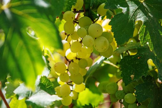 Large bunch of white wine grapes hang from a vine. Ripe grapes with green leaves. Wine concept.