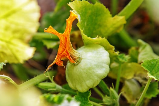 Baby Summer Squash. Patisson plant growing in the garden