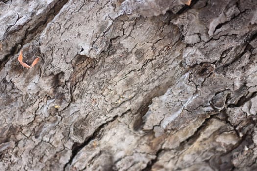 Dried bark of gray, dead trees.