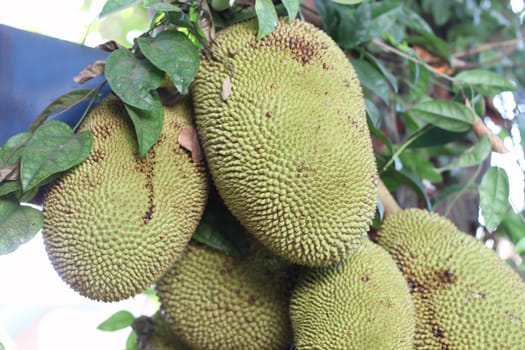 many jackfruit on the tree