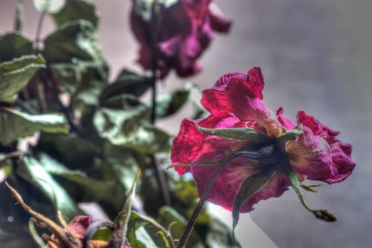 Withered roses on a gray background (HDR).