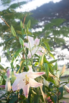 Lilly in the garden