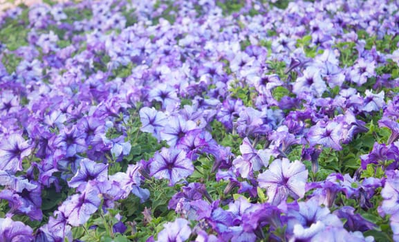 Background Surfinia petunia/Background Surfinia