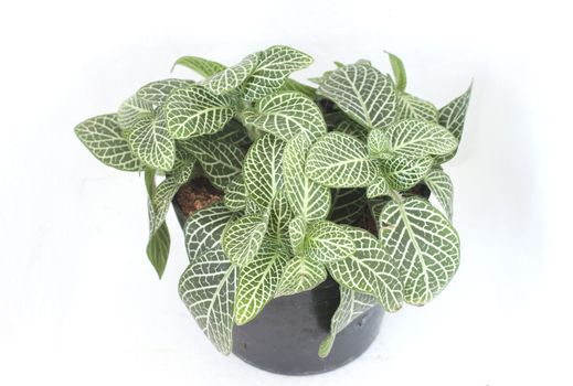 Fittonia or nerve plant or mosaic plant in black pot 