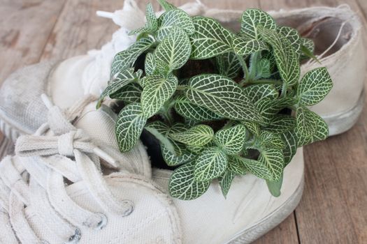 Fittonia and old shoes Ideas for recycling
