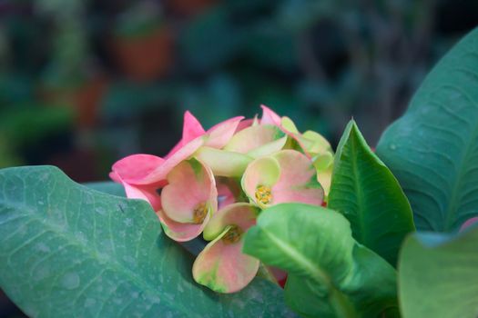 Euphorbia flowers